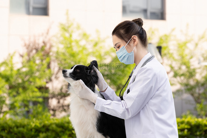 戴口罩的女性宠物医生给牧羊犬检查耳朵图片