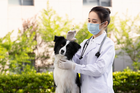 戴口罩的女性宠物医生给牧羊犬打疫苗图片