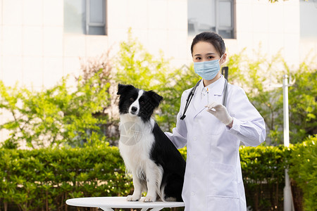 戴口罩的女性宠物医生给牧羊犬打疫苗图片