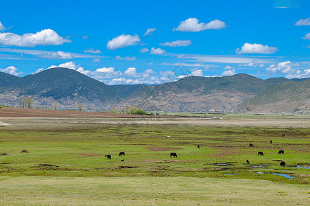西藏草原牧场图片