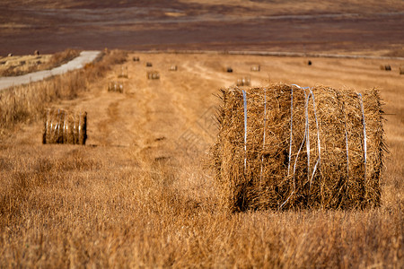 内蒙古 呼伦贝尔秋季草原背景图片