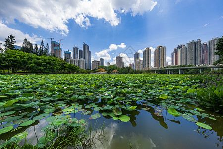 深圳洪湖公园背景图片
