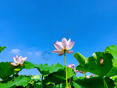 夏日荷花背景图片