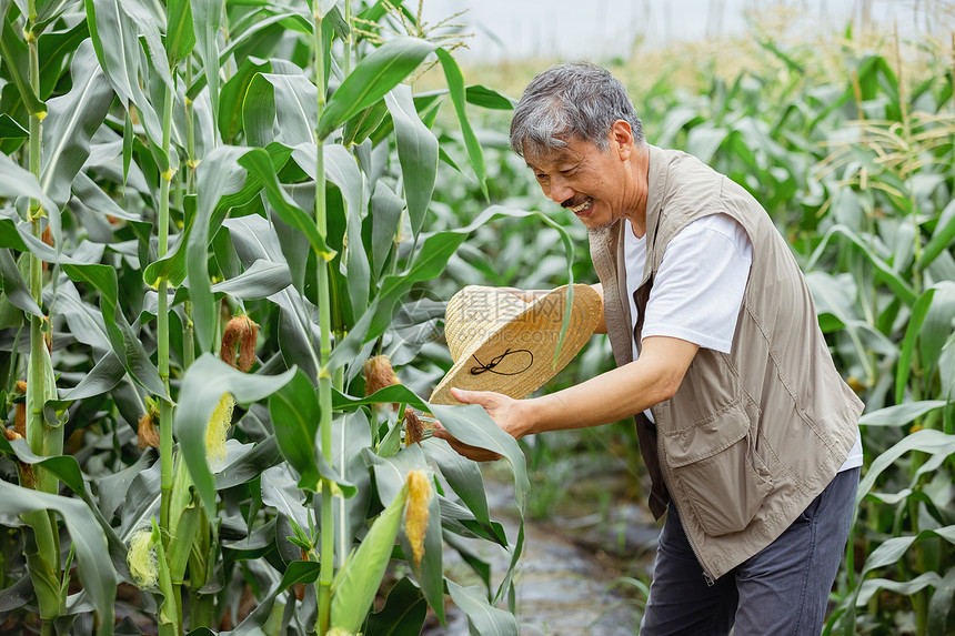 农民在地里观察玉米农作物图片