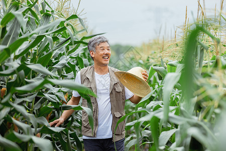 在玉米地里的农民形象图片