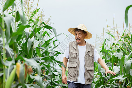 在玉米地里的农民形象图片