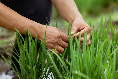 农民观察水稻手部细节图片
