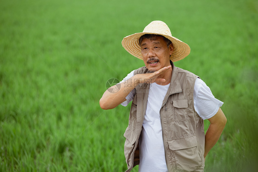 农民站在水稻田里擦汗图片