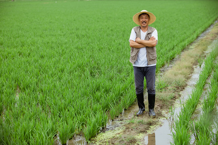 水稻田里的农民图片