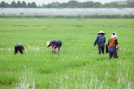 农田人插秧耕种的农民远景背景