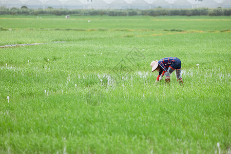 插秧耕种的农民远景高清图片