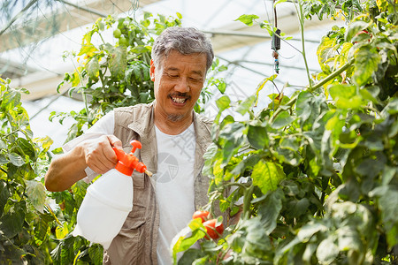 在蔬菜大棚种植蔬菜的农民大叔图片