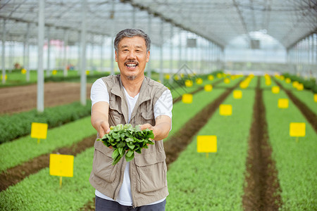 农民收获蔬菜图片