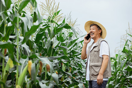 种植玉米的农民打电话图片