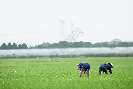 插秧的人农民站在稻田里播种插秧背景