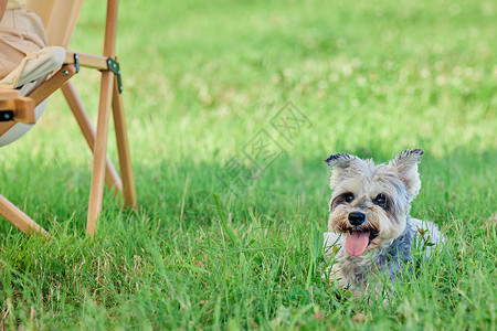 户外露营草坪上的宠物狗图片