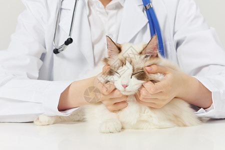 猫特写女性宠物医生给布偶猫咪体检特写背景