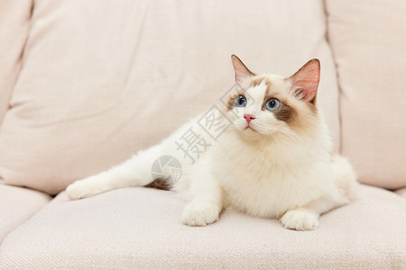 趴在书本上猫趴在沙发上的萌宠猫咪布偶猫背景