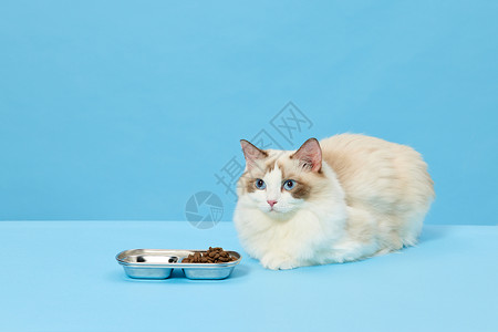 宠物布偶猫吃猫粮可爱高清图片素材