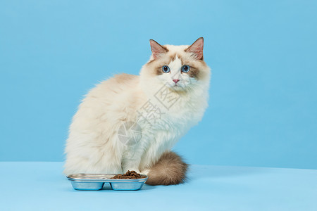 宠物布偶猫吃猫粮图片