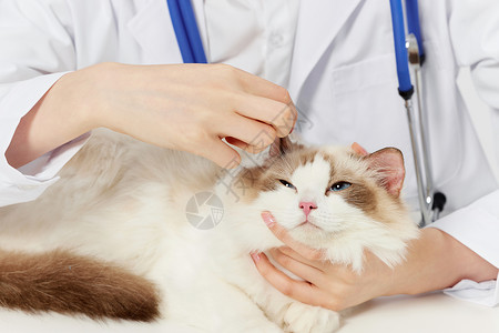宠物医疗素材宠物猫咪检查耳螨背景