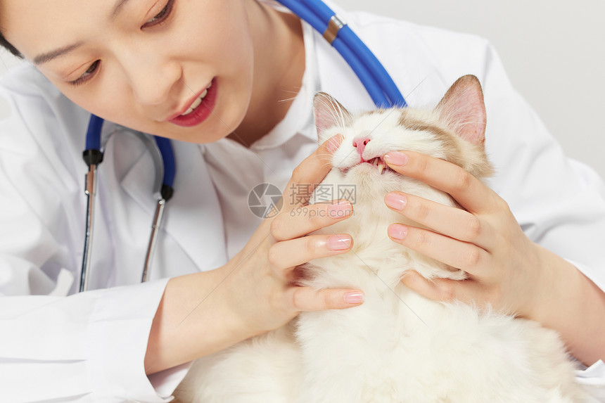宠物医生给宠物猫检查猫牙齿图片