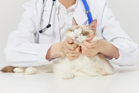 宠物医生给宠物猫咪体检特写图片