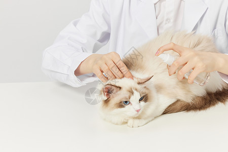 宠物医疗素材宠物猫咪体检驱虫背景