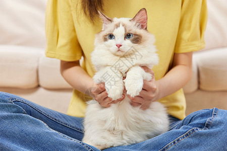 猫主人女性居家生活撸猫特写背景