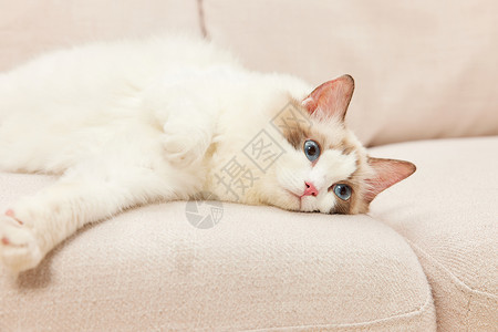 趴在书本上猫趴在沙发上的萌宠猫咪布偶猫背景
