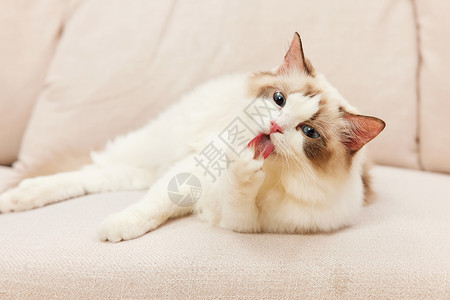 撸猫趴在沙发上的萌宠猫咪布偶猫背景