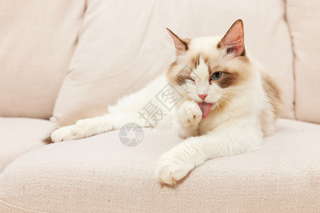 撸猫趴在沙发上的萌宠猫咪布偶猫背景