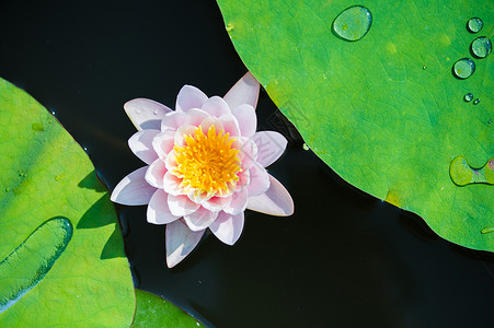 粉色荷花粉色漂浮水珠高清图片