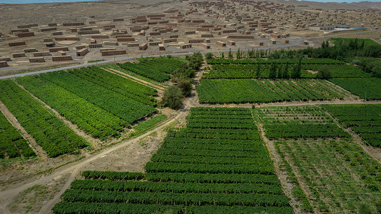 5A景区新疆吐鲁番葡萄沟景区葡萄田与晾晒房图片