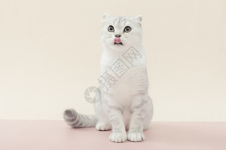 小清新猫咪可爱宠物银渐层短毛猫背景图片