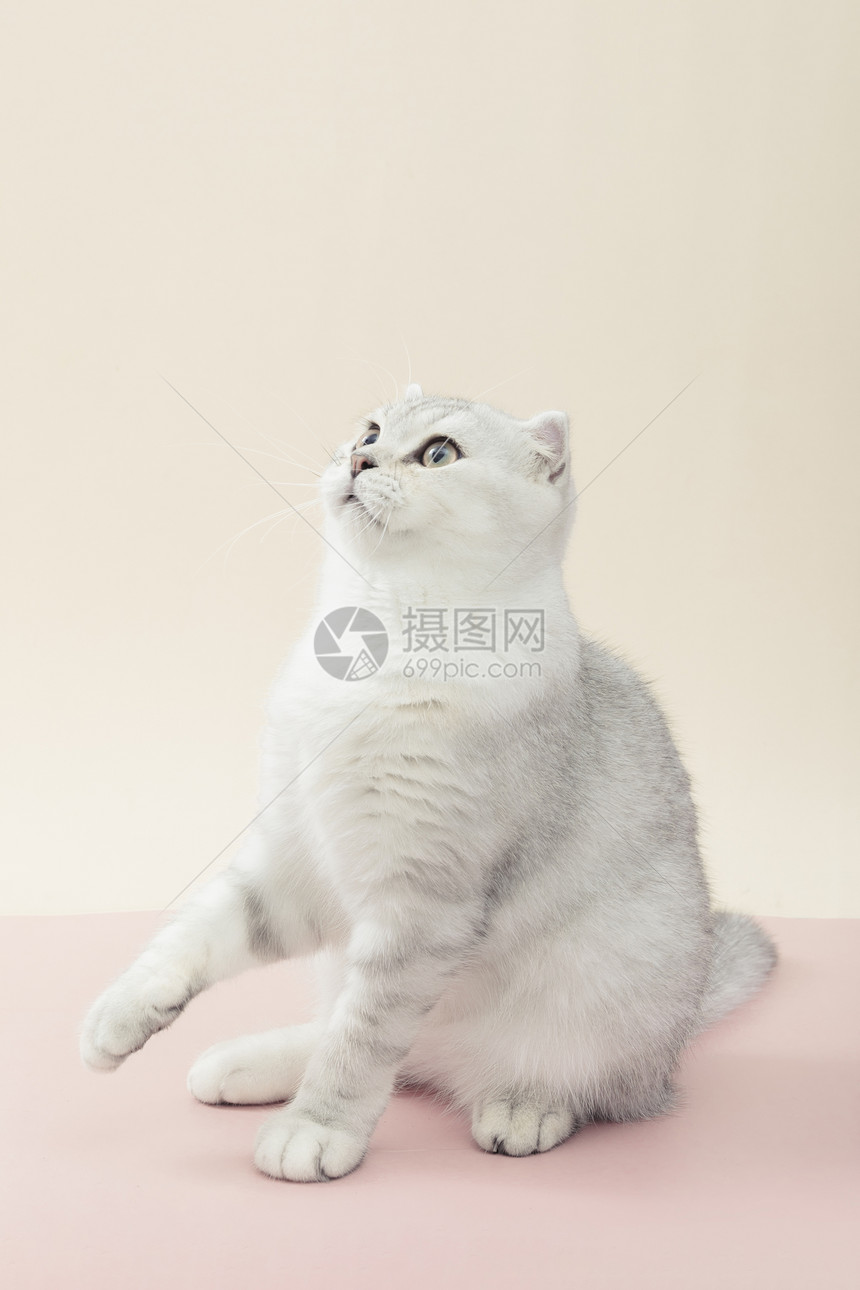 小清新猫咪可爱宠物银渐层短毛猫图片