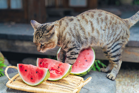 吃西瓜的猫咪夏日阳光下想要吃西瓜的小馋猫背景