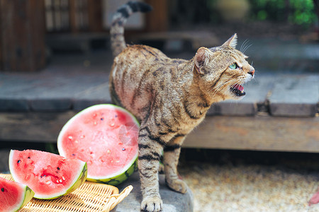 西瓜下躲雨夏日阳光下想要吃西瓜的小馋猫背景