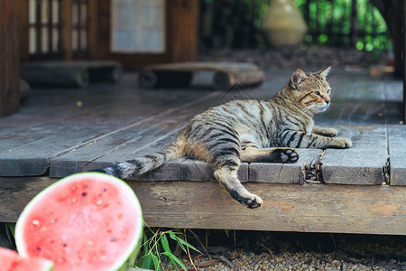 红色猫咪夏日阳光下想要吃西瓜的小馋猫背景