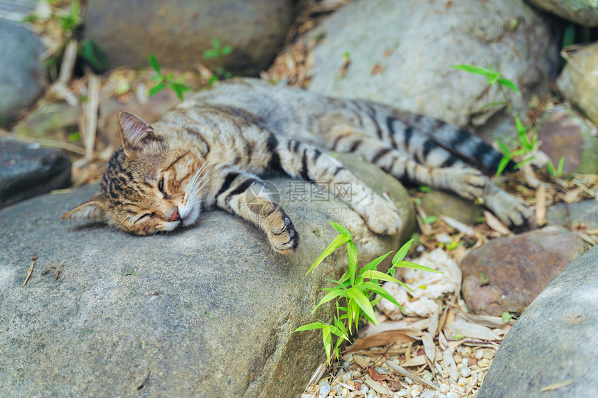 夏天在石头上睡觉的小猫咪图片