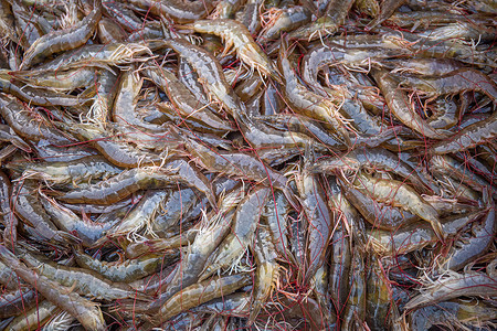 早市市场里海鲜水产大虾背景