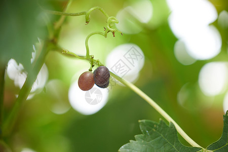 果园里葡萄藤上的葡萄高清图片