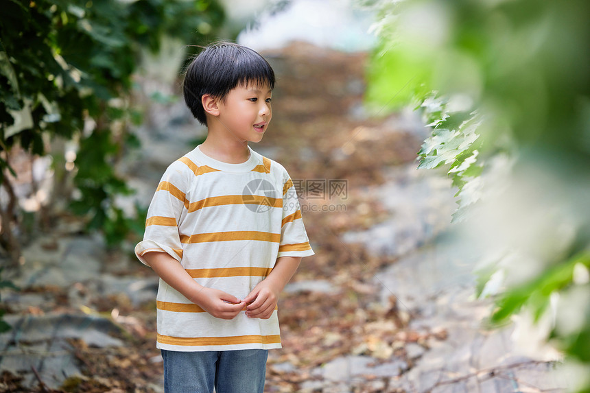 在葡萄园散步的小男孩图片