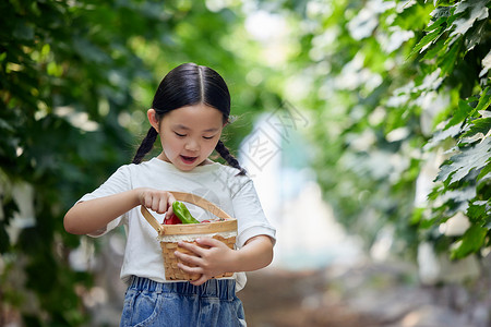 果业在果园拿着水果篮的小女孩背景