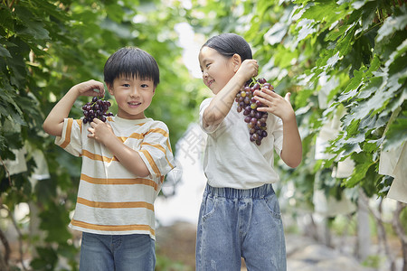 果业小朋友在果园采摘葡萄背景