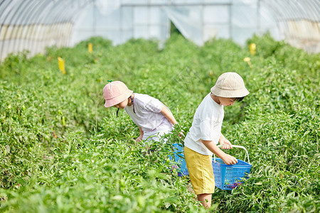 儿童在蔬菜大棚采摘青椒高清图片