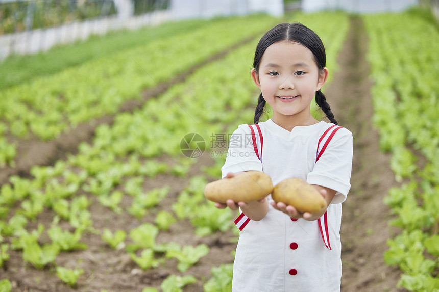 在蔬菜大棚手拿土豆的小女孩图片