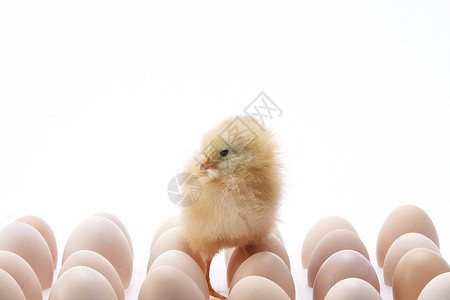 初生的小鸡鸡蛋堆中的初生小鸡崽背景