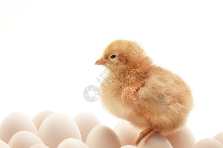 初生的小鸡鸡蛋堆中的初生小鸡崽背景