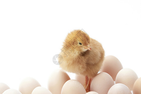 鸡蛋堆中的初生小鸡崽高清图片